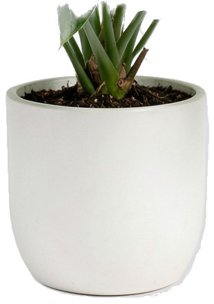 Plantas de Interior